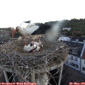 05_30-nest.jpg