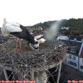 05_35-nest.jpg