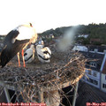 05_40-nest.jpg