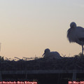 05_45-mast.jpg