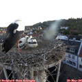 05_45-nest.jpg