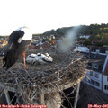 05_50-nest.jpg