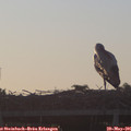 06_00-mast.jpg