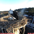 06_00-nest.jpg