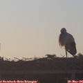 06_05-mast.jpg