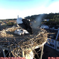 06_05-nest.jpg