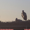 06_10-mast.jpg