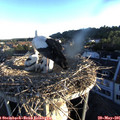 06_10-nest.jpg