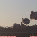 06_15-mast.jpg