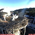 06_15-nest.jpg