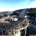 06_20-nest.jpg