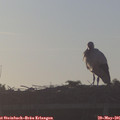 06_25-mast.jpg