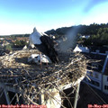 06_25-nest.jpg