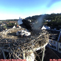 06_30-nest.jpg