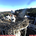 06_45-nest.jpg