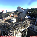 06_50-nest.jpg