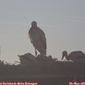 06_55-mast.jpg