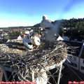 07_05-nest.jpg