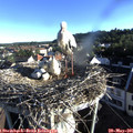 07_10-nest.jpg