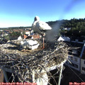 07_15-nest.jpg