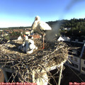 07_20-nest.jpg