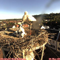 07_25-nest.jpg