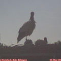 07_30-mast.jpg