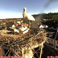 07_30-nest.jpg