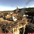 07_35-nest.jpg