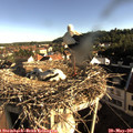 07_45-nest.jpg