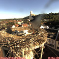 07_50-nest.jpg