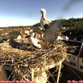07_55-nest.jpg
