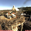 08_00-nest.jpg
