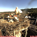 08_05-nest.jpg