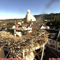 08_10-nest.jpg