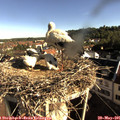 08_15-nest.jpg