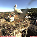 08_20-nest.jpg