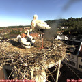08_25-nest.jpg