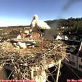 08_30-nest.jpg