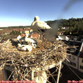 08_40-nest.jpg