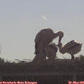 08_45-mast.jpg