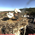 08_45-nest.jpg