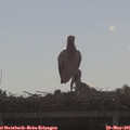 08_50-mast.jpg
