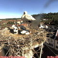 08_55-nest.jpg
