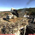 09_00-nest.jpg