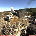 09_10-nest.jpg