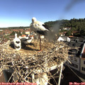 09_15-nest.jpg