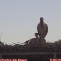 09_20-mast.jpg