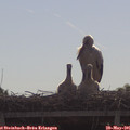 09_25-mast.jpg