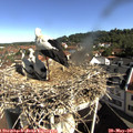 09_25-nest.jpg